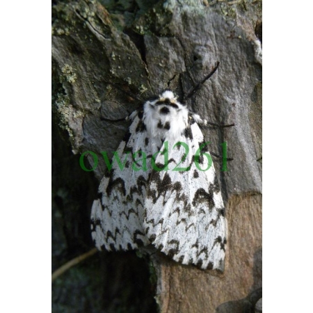 Lymantria monacha (Linnaeus, 1758) female Brudnica mniszka